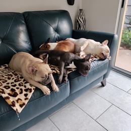 French Bulldog Puppies from Legends Frenchton's and French Bulldogs