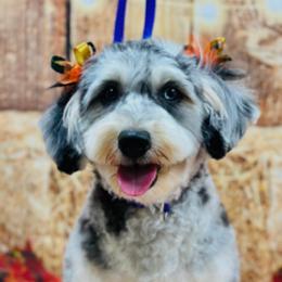 Chloe - Bernedoodle