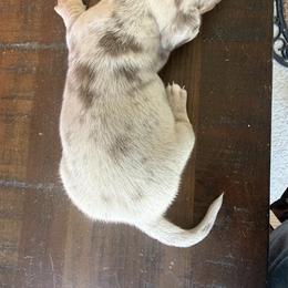 Dachshund Puppies from Finleys Babies