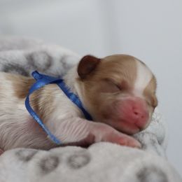 Cavapoo and Saint Bernard Puppies from Horseshoe Drive Kennel