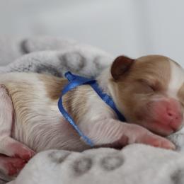 Cavapoo and Saint Bernard Puppies from Horseshoe Drive Kennel