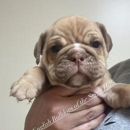 Lizzie - Fawn and white female Bulldog puppy in Rome, Georgia from English Bulldogs of the Seven Hills