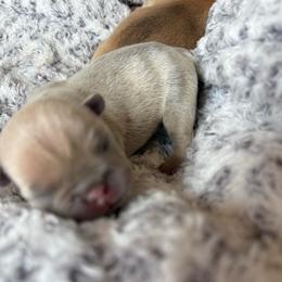 Lilac Fawn Boy - Blue fawn male French Bulldog puppy in Piedmont, Oklahoma from 5A Frenchies