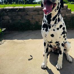 Hamilton - Dalmatian