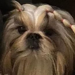 Andrea - Shih Tzu