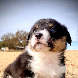 Pembroke Welsh Corgi Puppies from Diamond G Corgis