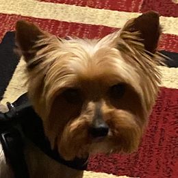 Maximus - Yorkshire Terrier
