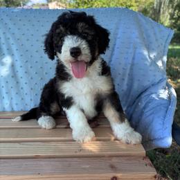 Louie - Tri-color male Bernedoodle puppy in Rising Sun, Indiana from Ruby Lane Doodles