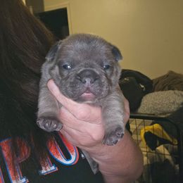 Boy 3 - Blue fawn male French Bulldog puppy in Lansing, Michigan from Black Thunder 517 Cane Corso and Dachshunds