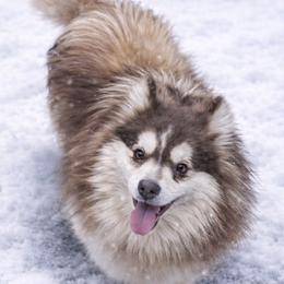 Jack Jack - Red and white male Pomsky puppy in New Lenox, Illinois from Illinois Poms
