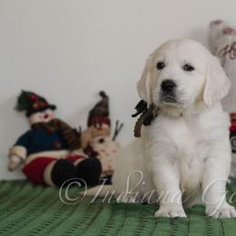 Clay - Light golden male Golden Retriever puppy in Bedford, Indiana from Indiana Goldens