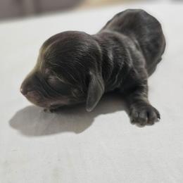Han- AKC - Gray (blue) and tan male Dachshund puppy in Loganville, Georgia from Royal Dackel Haus