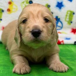 Wonder - Cream male Dachshund puppy in Murfreesboro, Tennessee from Kimbrie's Dream Cream Doxies