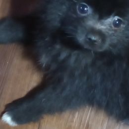 Pomeranians from Renee's Pomeranians