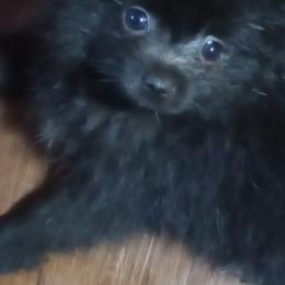 Pomeranians from Renee's Pomeranians