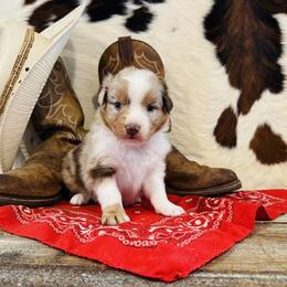 KLAYRE - Red merle female Australian Shepherd puppy in Durand, Wisconsin from Larson’s Legacy Aussome Aussie Kennels