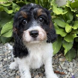 Skye - Tri-color female Cavapoo puppy in Auburn, Massachusetts from Buttercup Doodles
