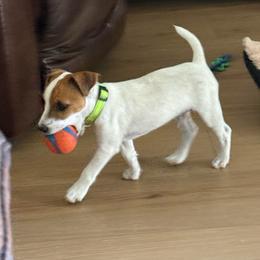Green Collar Boy - Tan and white male Jack Russell Terrier puppy in Santa Clarita, California from Fair Dinkum Jack Russell Terriers