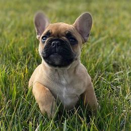 French Bulldog Puppies from Legend French Bulldogs