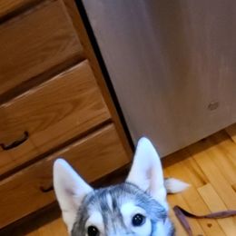 German Shepherd and Siberian Husky Puppies from Sstar