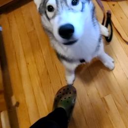 German Shepherd and Siberian Husky Puppies from Sstar