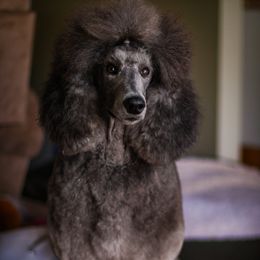 Poodles and Whippets from Moonbeam Whippets And Poodles