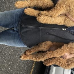 Aussiedoodle, Bernedoodle, and Poodle Puppies from Megan’s Spoiled Standards