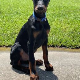 Doberman Pinscher and Labrador Retriever Puppies from Mississippi K9 Kennel