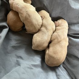 Girl 3 - Yellow female Labrador Retriever puppy in Jacksboro, Texas from J and D Retrievers