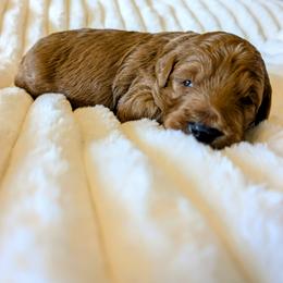 Scooby - Red male Bernedoodle puppy in Elkhart, Iowa from Quality Iowa Doodles