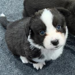 Curious Casey - Black and white male Cardigan Welsh Corgi puppy in Omaha, Arkansas from DnD Corgis