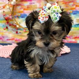 Daisy - Black & tan tri-color female Morkie puppy in Monticello, Iowa from Ashley’s Puppies