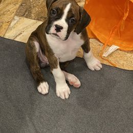 Boxer Puppies from Fineview Boxers