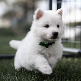 Berger Blanc Suisse Puppies from Fireside Fernweh