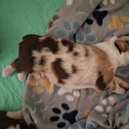 Murphy - Red merle male Miniature Australian Shepherd puppy in Copperas Cove, Texas from Aussies Acre