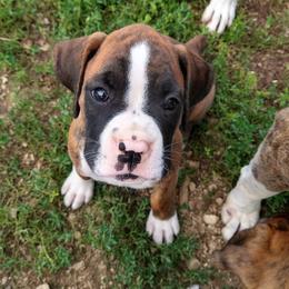 Boxer Puppies from Balltown Boxers