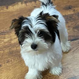 Jacques - Parti male Yorkshire Terrier puppy in Athens, Tennessee from Starr Mountain Yorkies
