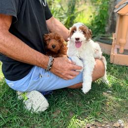 Cruz - Parti male Goldendoodle puppy in Cocoa, Florida from The Beach Doodles