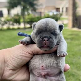 Charles - Blue fawn male French Bulldog puppy in Willis, Texas from Grandiose Frenchies