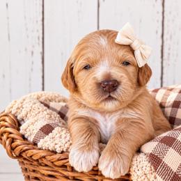 Truffle - Red  female Goldendoodle puppy in Atwood, Oklahoma from Luxe Doodle Haven