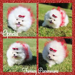 Ophelia - White female Pomeranian puppy in Anna, Texas from Fantasy Pomeranians & Fantasy Aussies