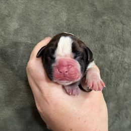 Maple - Brindle female Boxer puppy in Briggs, Texas from Dark Horse Boxers