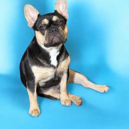 Marry - French Bulldog