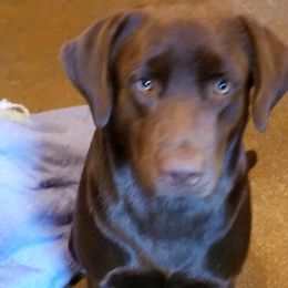 Labrador Retrievers from Bruce Smith's Labrador Retrievers