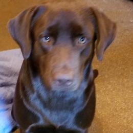 Labrador Retrievers from Bruce Smith's Labrador Retrievers
