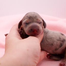 CKC Eleven - Dapple female Dachshund puppy in Christiansburg, Virginia from Little Legs Luxury Dachshunds