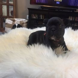 French Bulldog Puppies from Cedar Croft Kennel