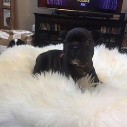 French Bulldog Puppies from Cedar Croft Kennel