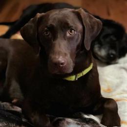 Rowdy - Labrador Retriever