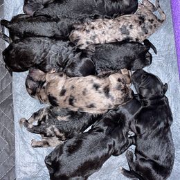 Goldendoodle and Labradoodle Puppies from Diaz Doodles